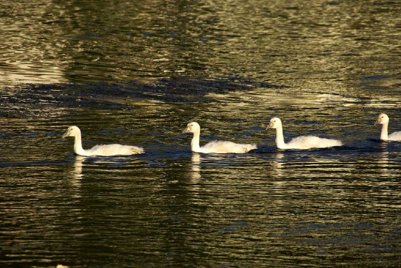 Schwaene auf der Sauer Bild Nr.001